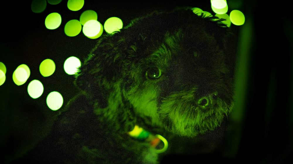 강아지 담낭점액종과 담낭절제수술