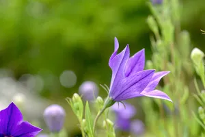 폐렴에-좋은-음식