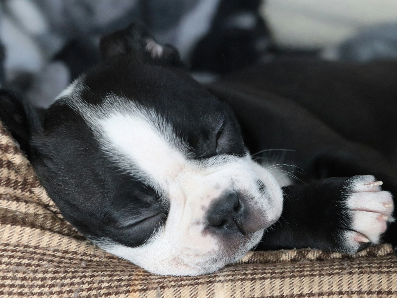 잠들어있는 강아지