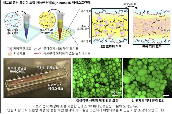 지방조직 원하는 대로 조절할 수 있다면 얼마나 좋을까?...POSTECH·부산대, 체외 지방조직 개발
