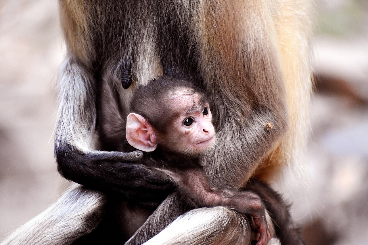 인류학 관점에서 본 기념의식