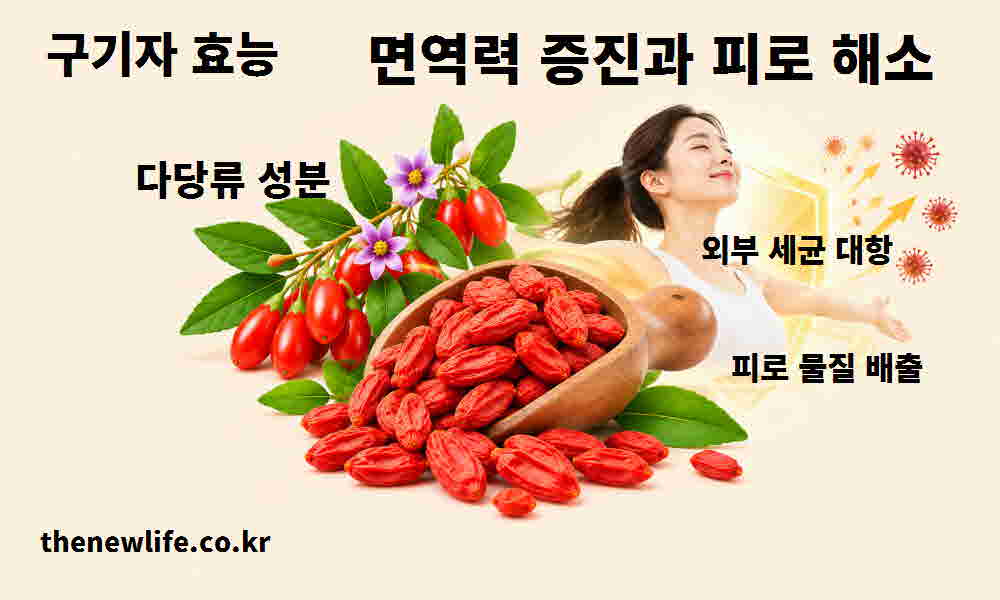 구기자 효능 면역력 증진 피로 해소