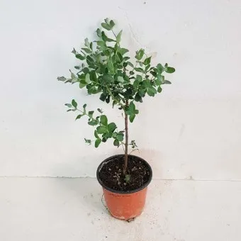 유칼립투스 물주기 향기유지 가지치기 환기관리 실내에서 키우는 요령_15