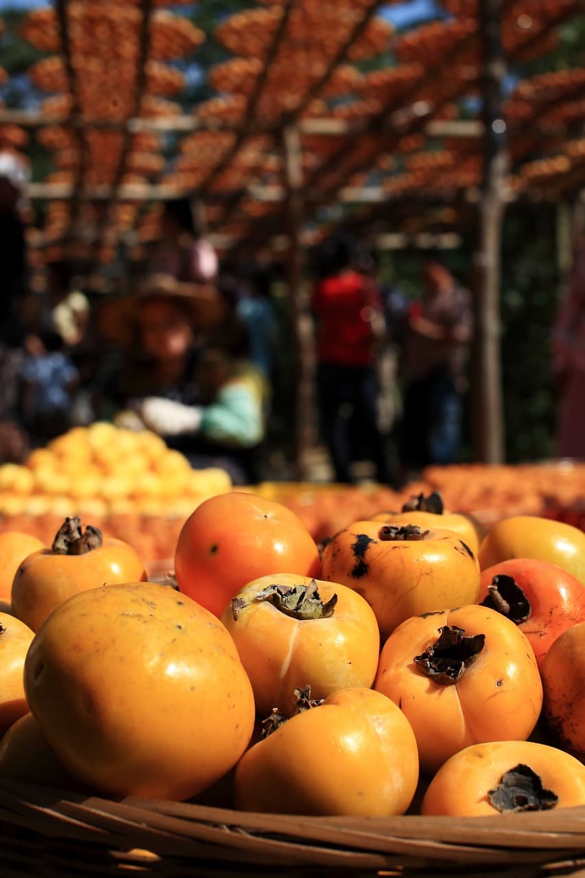 감잎으로 염색하면 무슨 색이 될까? 놀라운 색상 실험