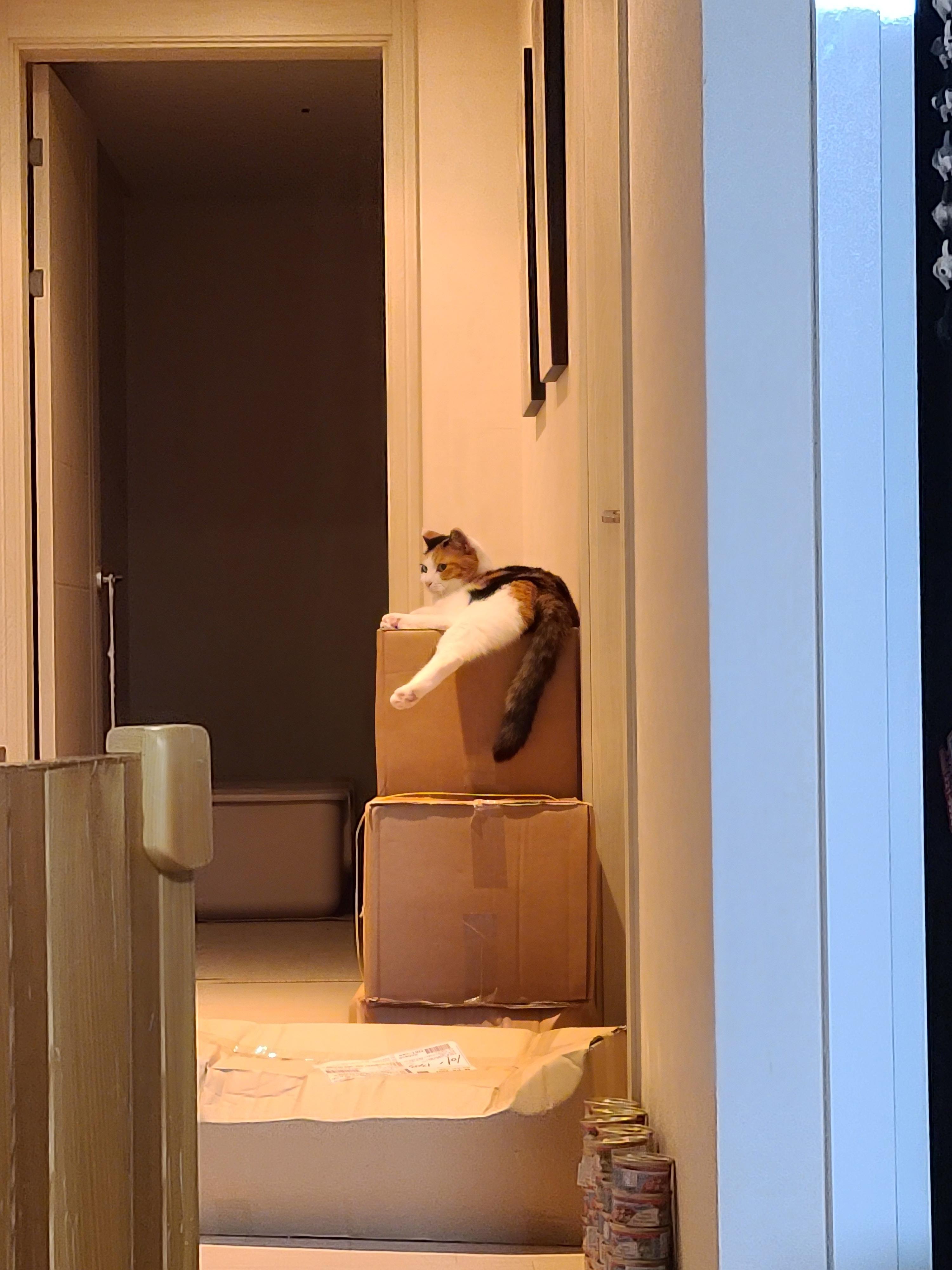 우리집 고양이 요미의 핫플레이스는 쌓아놓은 택배상자 위!
