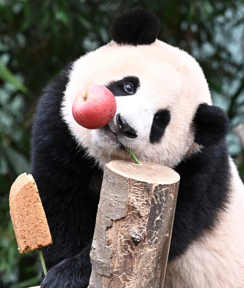 푸바오 생일 영상 사진 정리