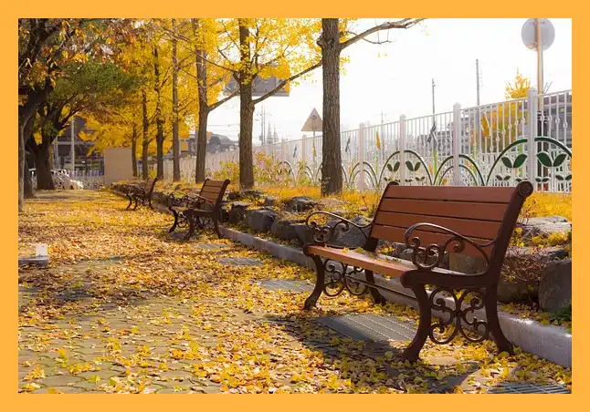 문광저수지 은행나무길