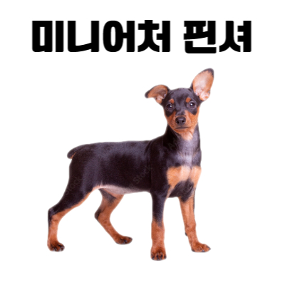 미니핀 이미지