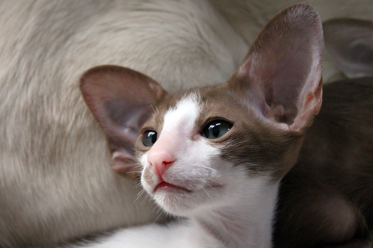 오리엔탈 숏헤어(Oriental Shorthair)4