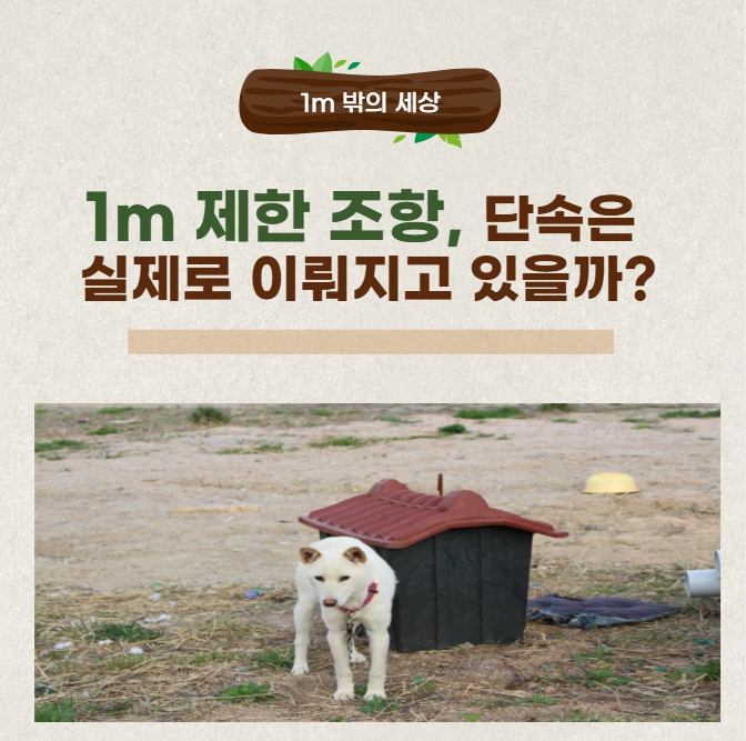 1m 제한 조항, 단속은 실제로 이뤄지고 있을까?