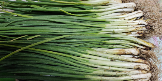 파의 기원과 역사적 배경, 영양 성분과 건강 효능 관련 사진