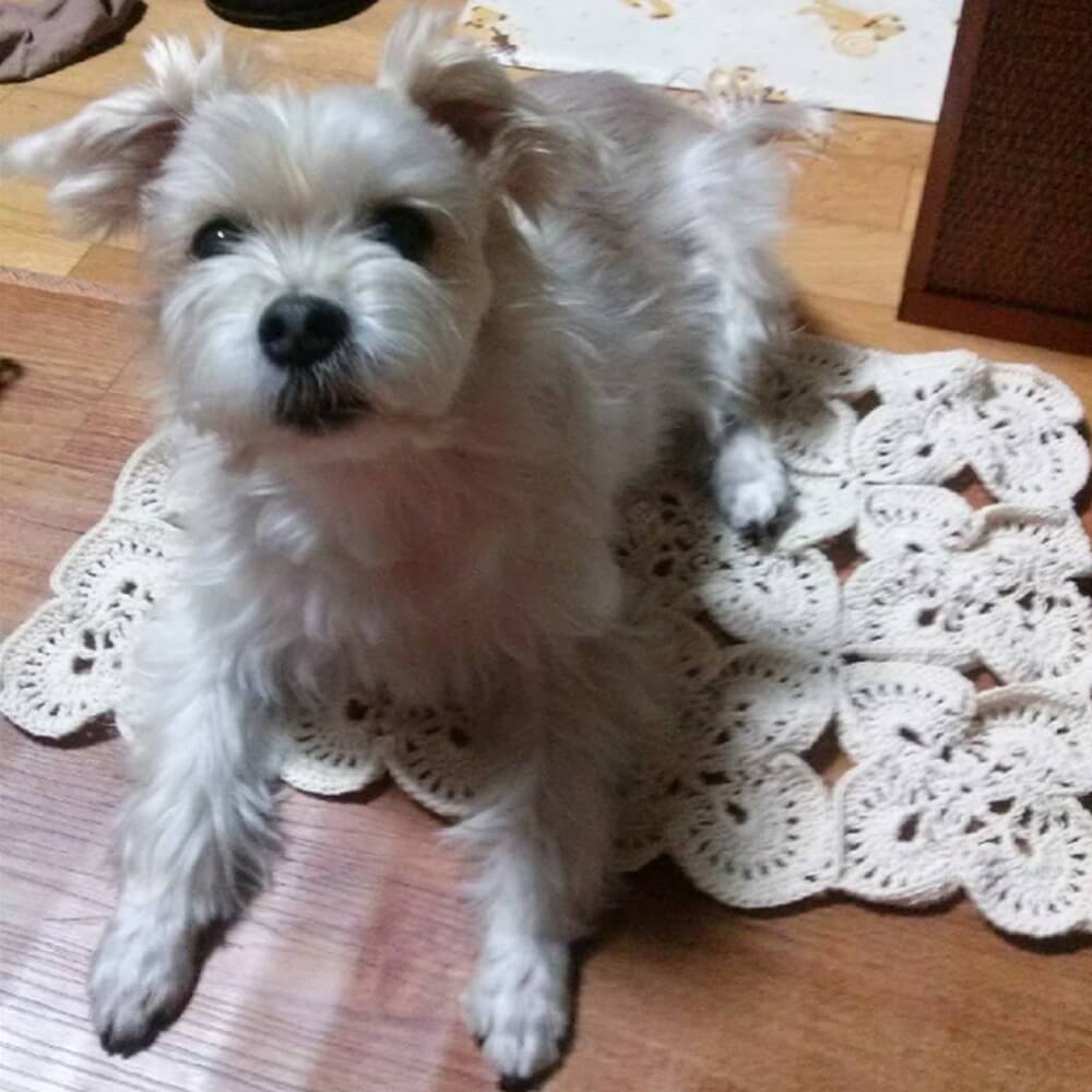 반려동물 지원비