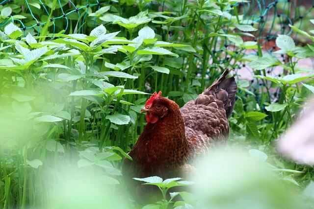 2024년 신년운세 닭띠 4월 운세 좋을때는 똥파리 조심!