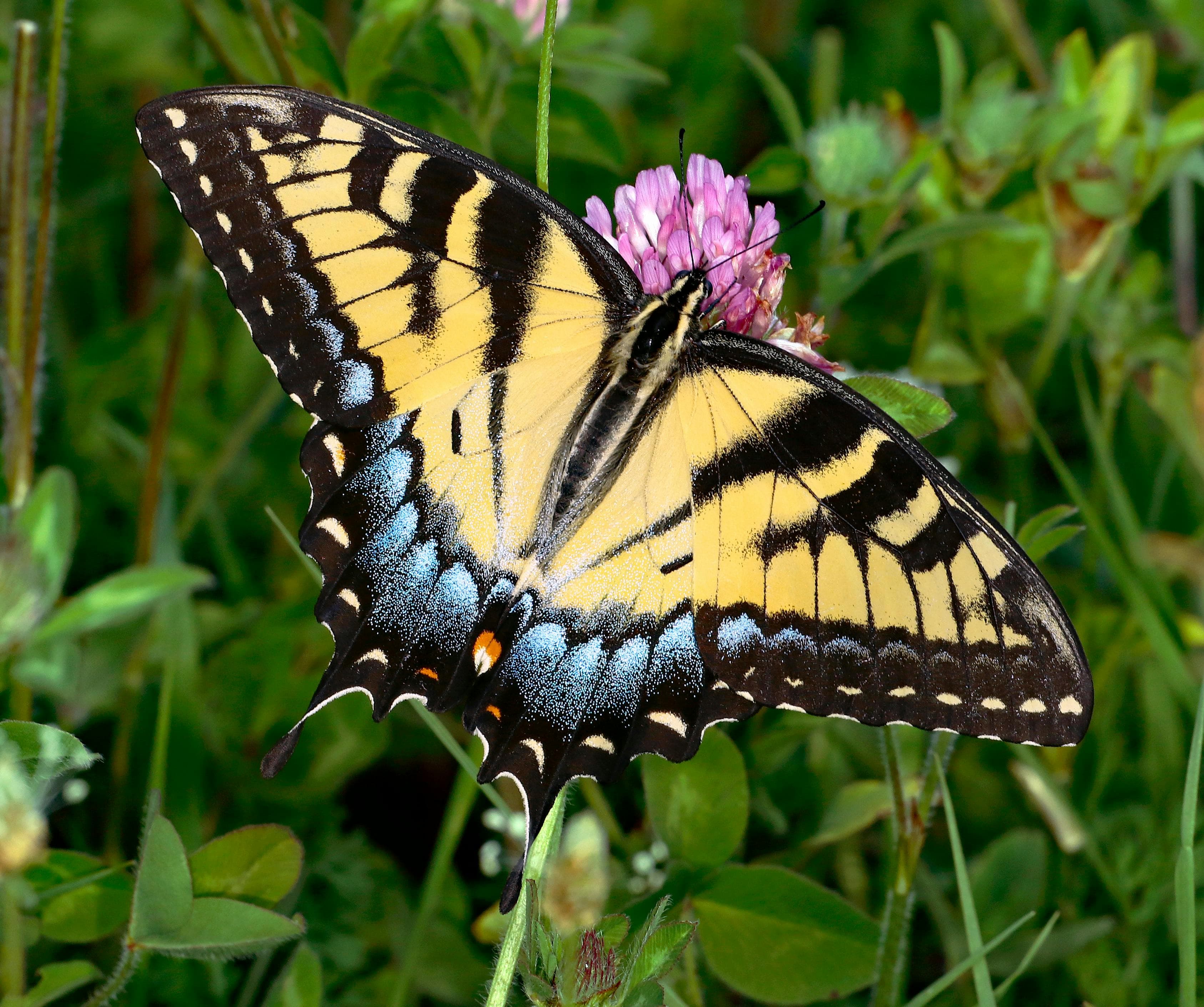 김기림의 '바다와 나비'
