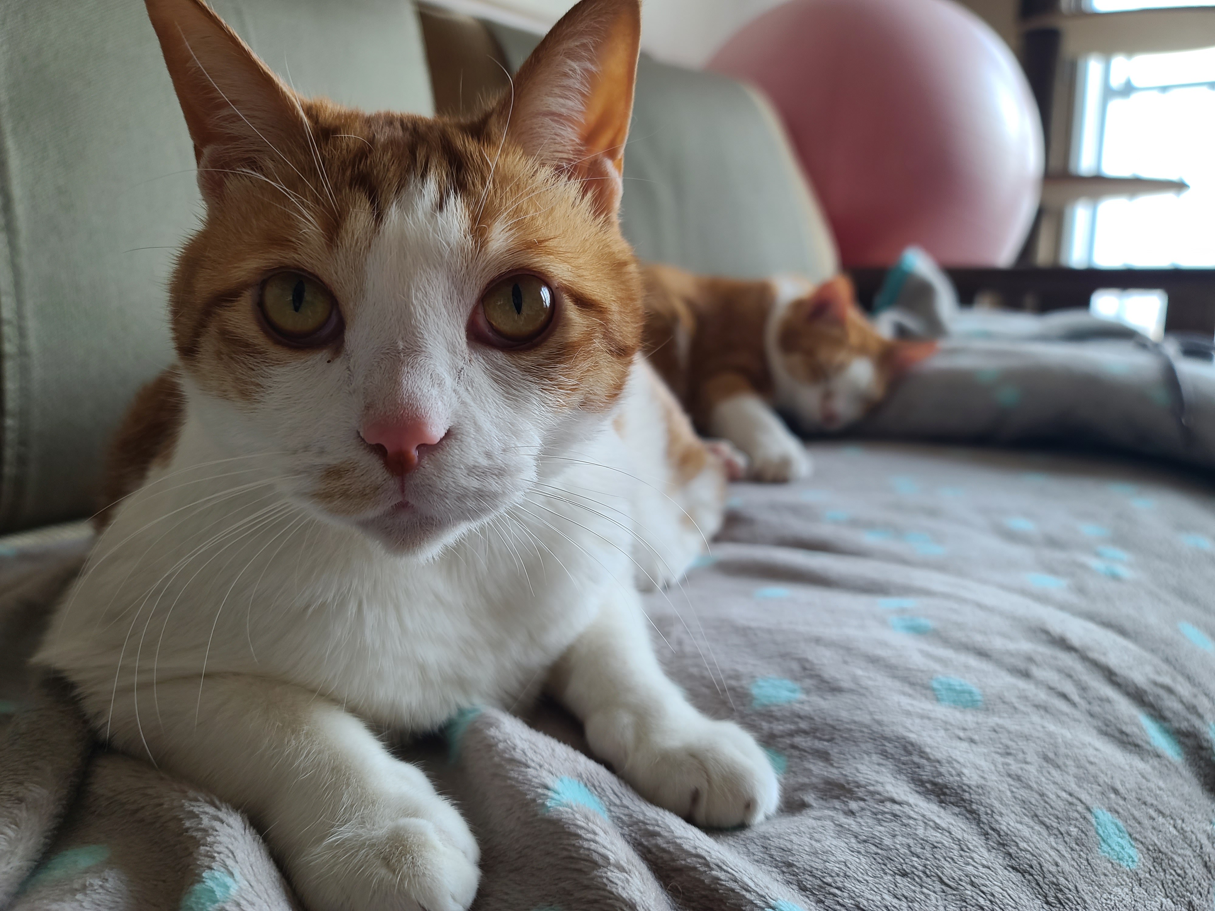 우리집 고양이들에게 치즈냥이 호야의 존재는..