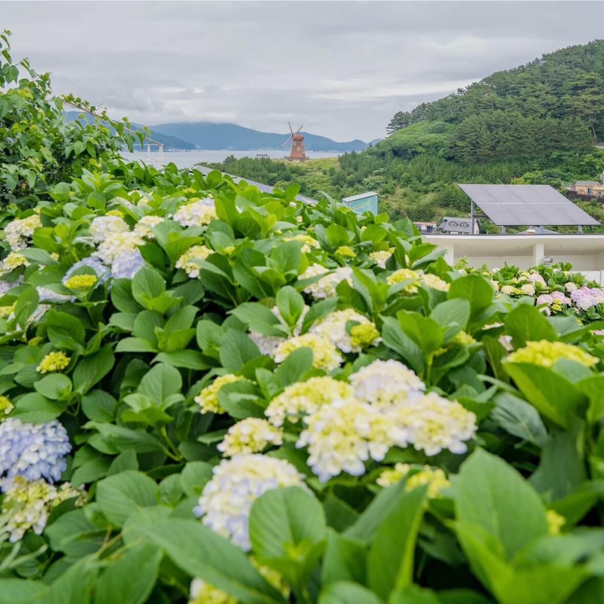 거제 저구항 수국축제