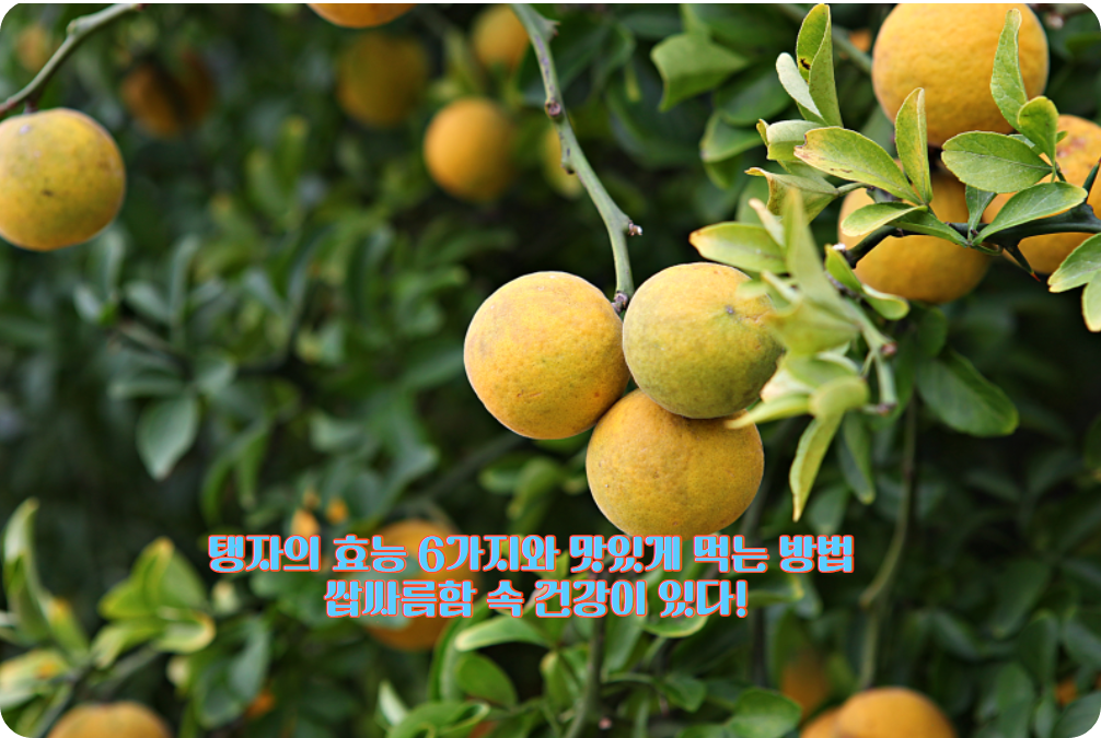 탱자의 효능 6가지와 맛있게 먹는 방법: 쌉싸름함 속 건강이 있다!