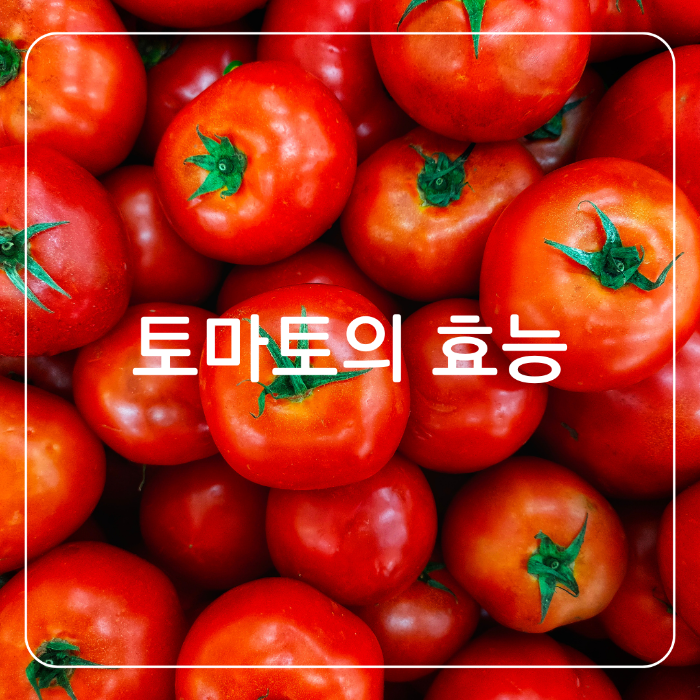 토마토의 효능
