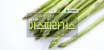 아스파라거스 재배 이식 시기 순 수확 내한성 관리_5