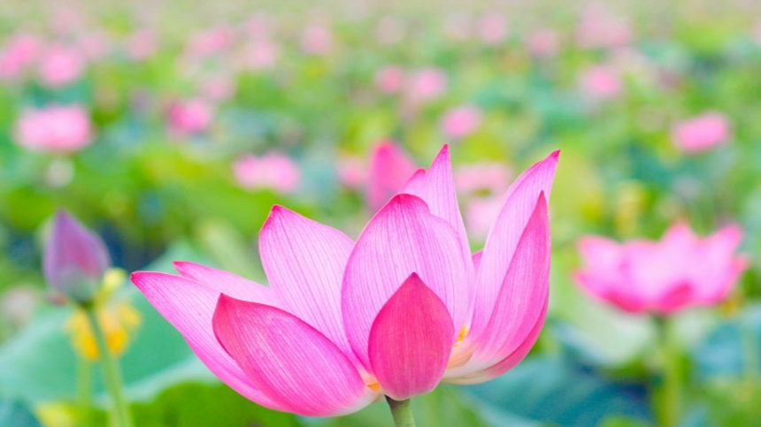 계절의 변화를 세분화한 24 절기 중 '하지' 이해하기