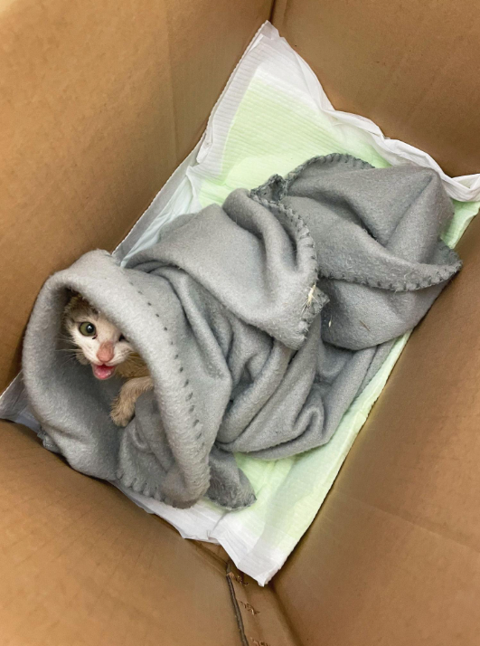 길고양이 구조, 생각보다 훨씬 어려운 이유