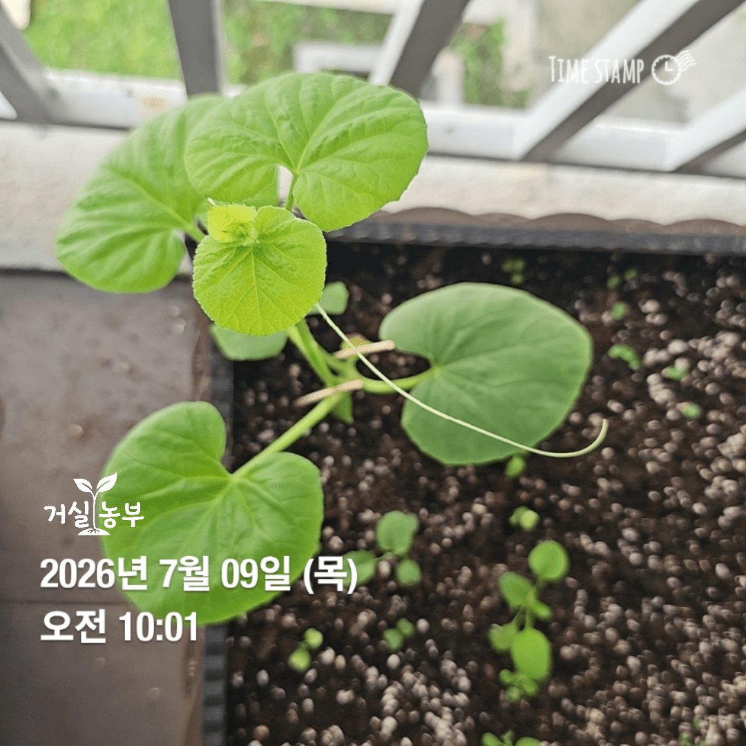베란다 흙에 이식한 뒤 본잎이 여러 장 자란 허니듀