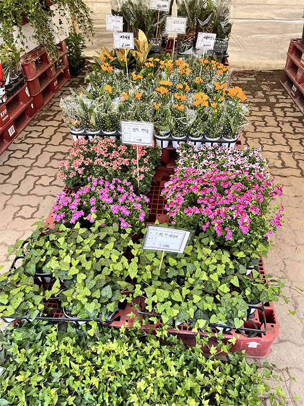 창동 하나로마트에서 판매 중인 다양한 난류&amp;#44; 허브류