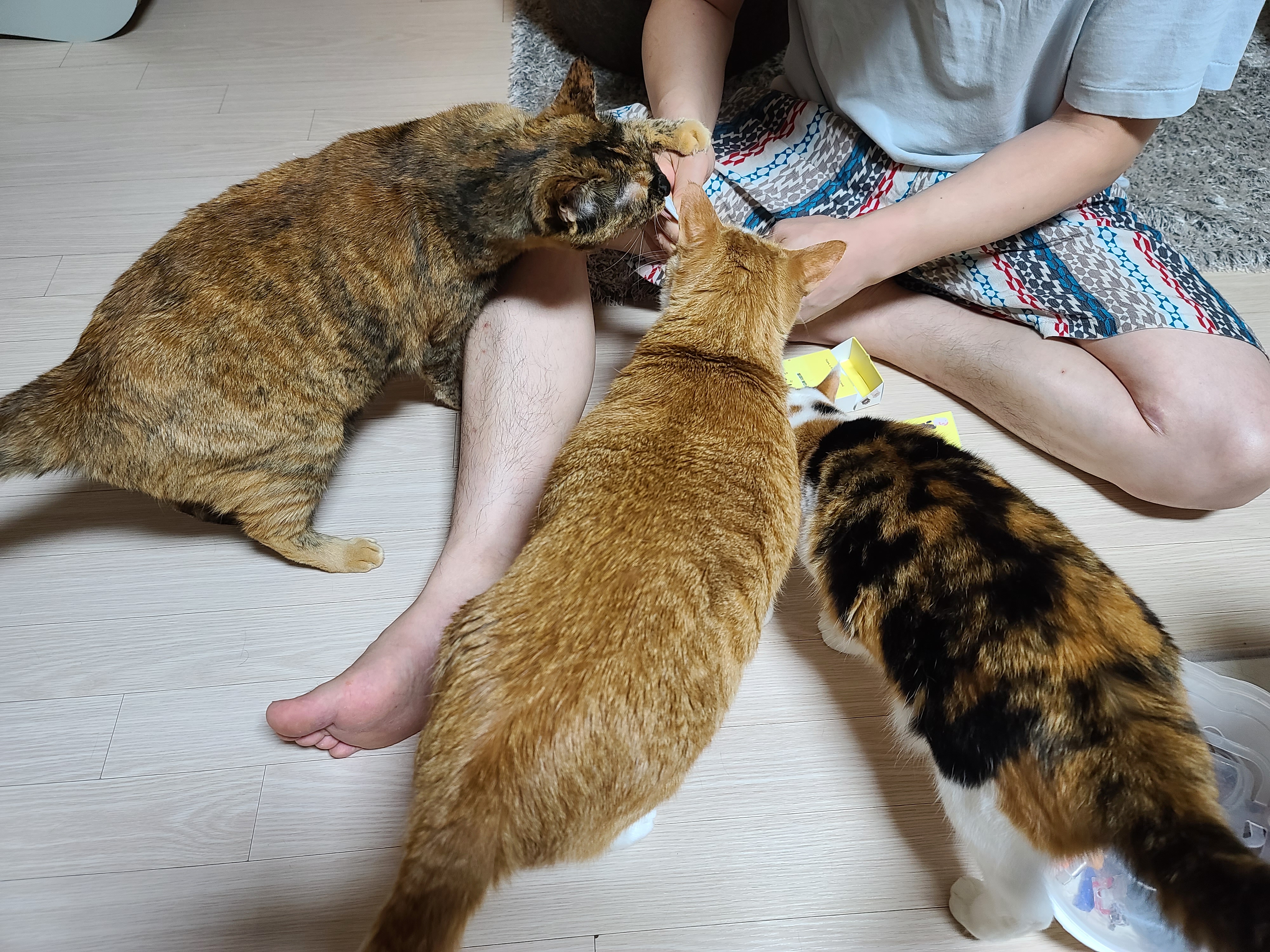 올데이 밸런스 프렌냥 먹방! 기호성 좋은 고양이 영양간식!