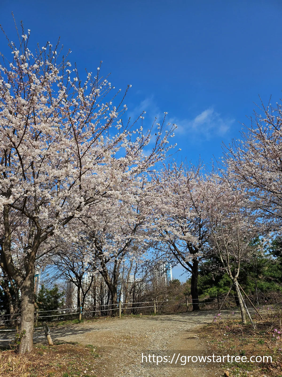 인천 연수구 봉재산 벚꽃