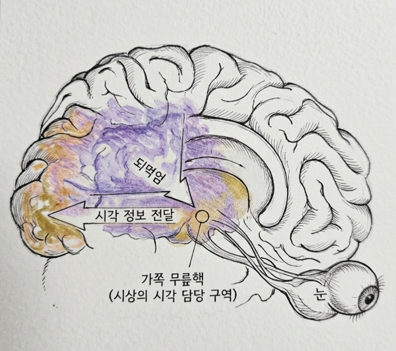 내부모델과 관련된 뇌 이미지