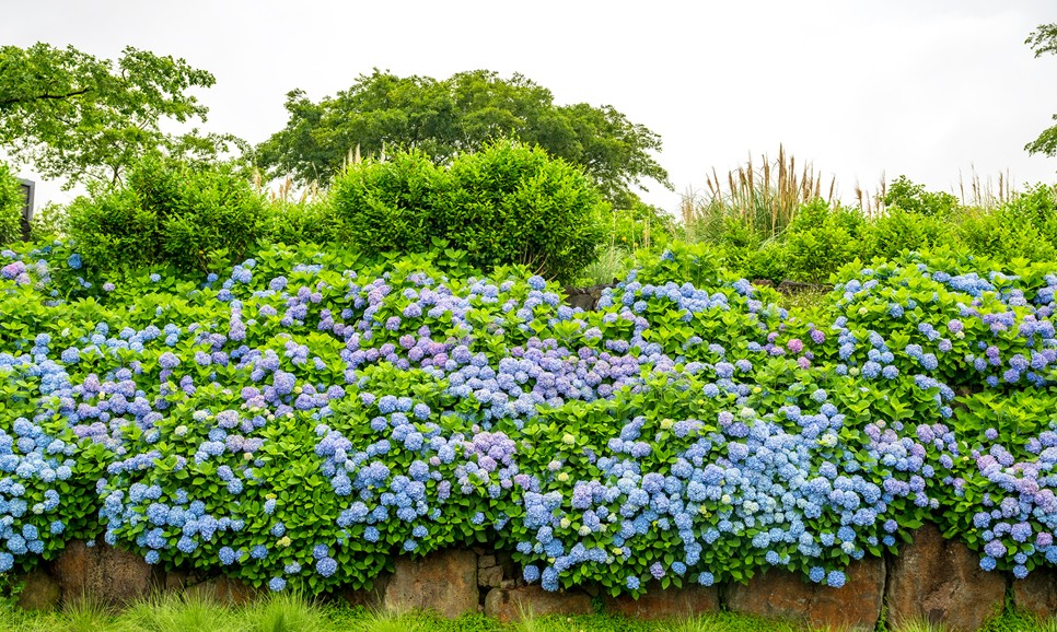 제주 마노르블랑 수국축제
