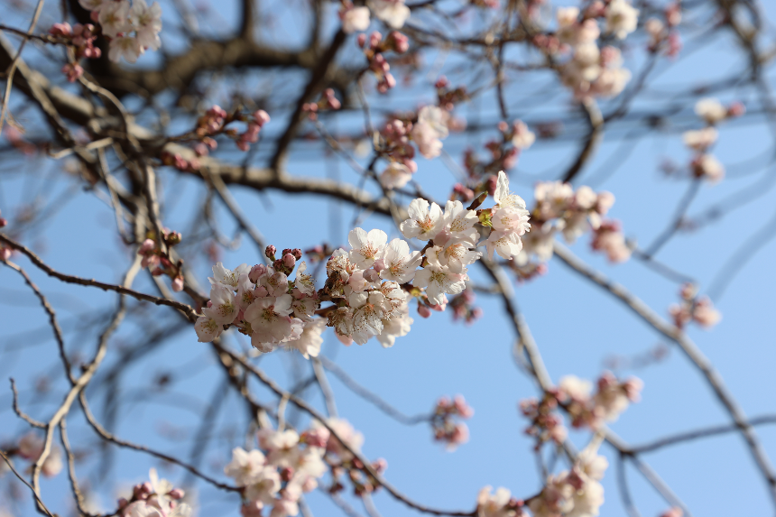 구례 산수유꽃축제 언제 갈까? 2025년 개화 시기 &amp; 필수 코스