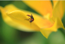 러브버그 퇴치방법9