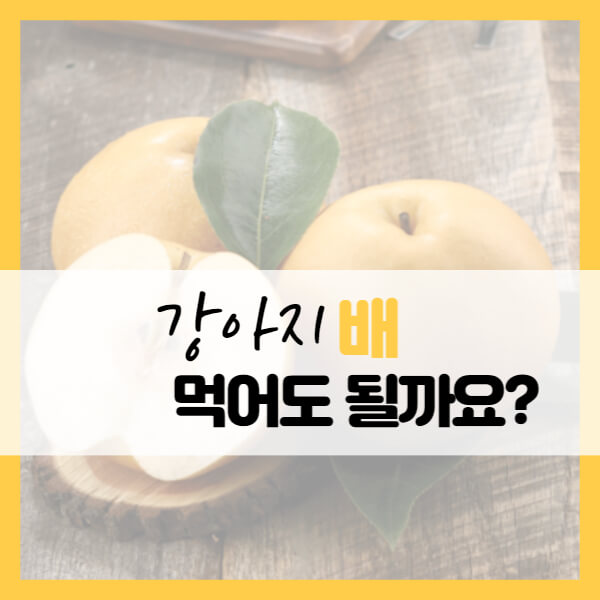 강아지_배_먹어도_될까요?_썸네일