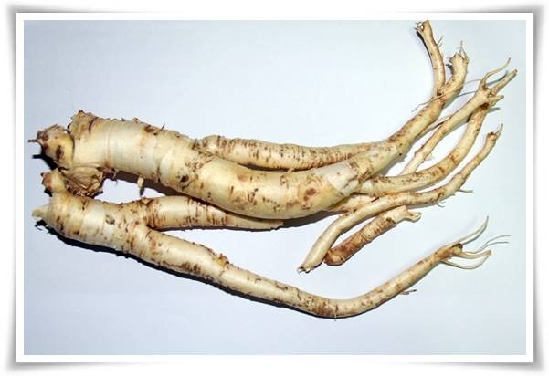 &quot;도라지 꽃과 도라지&quot; 아름다운 꽃과 건강한 뿌리를 품은 자연의 선물!