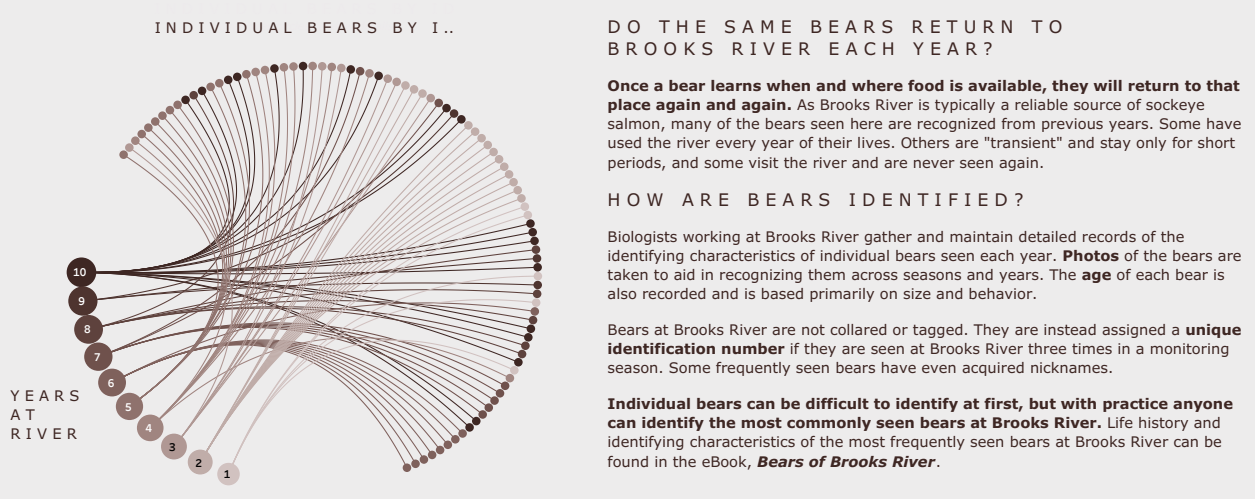 The same bears return to brooks river each year.