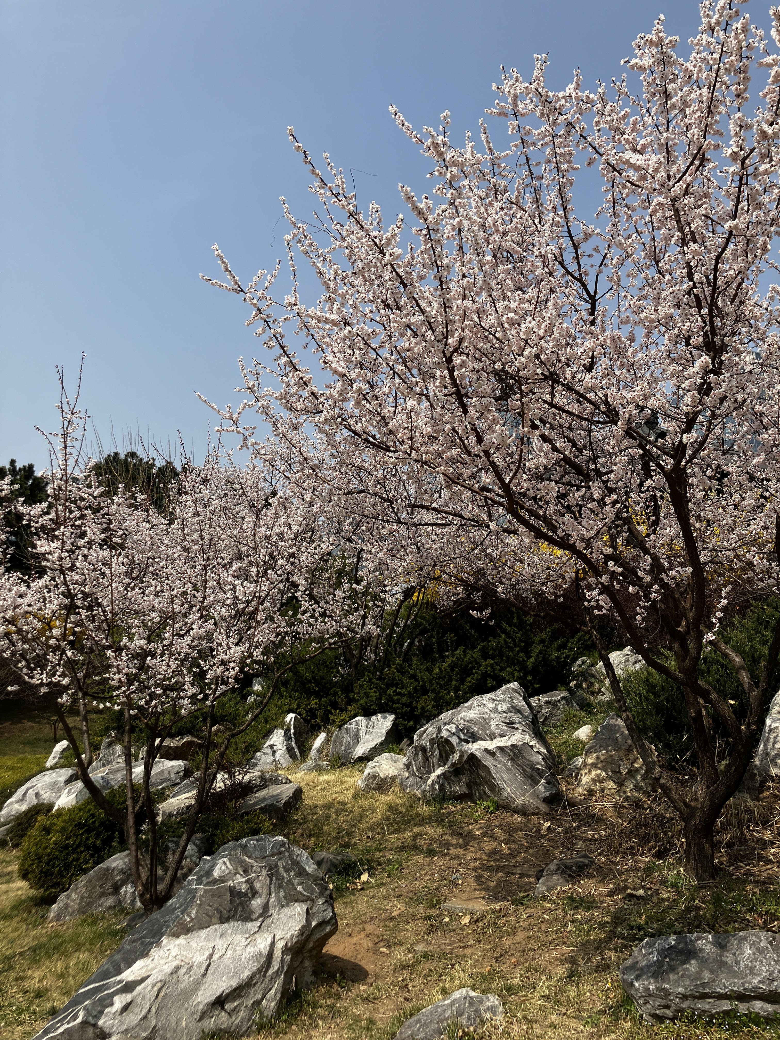 벚꽃구경 송도 센트럴파크 공원