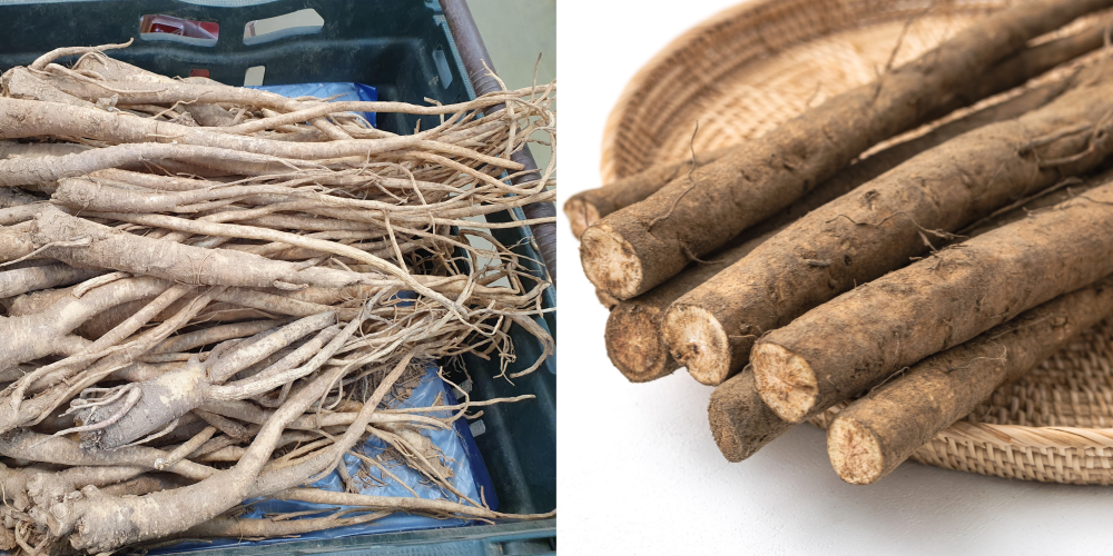 도라지와 우엉 막 캔 이미지