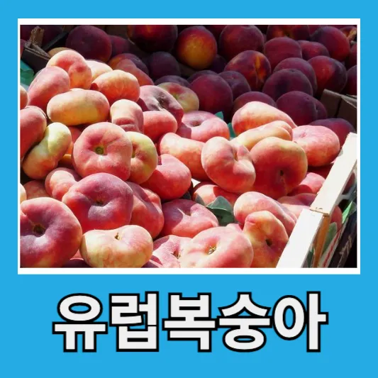 "도넛 복숭아 UFO 복숭아"