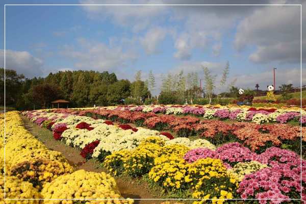인천 드림파크 국화축제 이미지/ 출처: 대한민국 구석구석