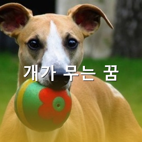 멋있게-생긴-갈색-개가-공을-물어오는-모습