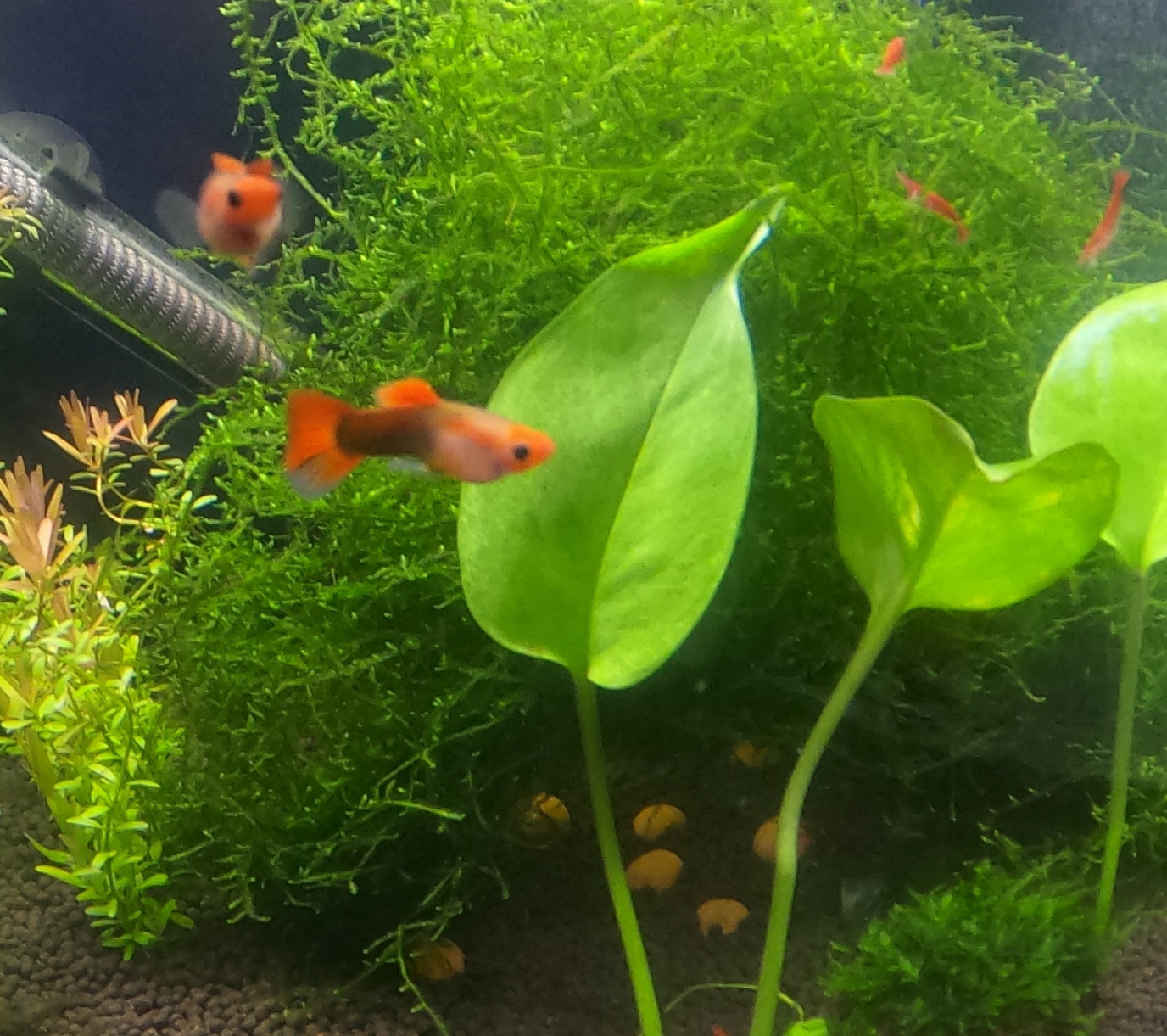 직장인 구피 먹이 주는 방법