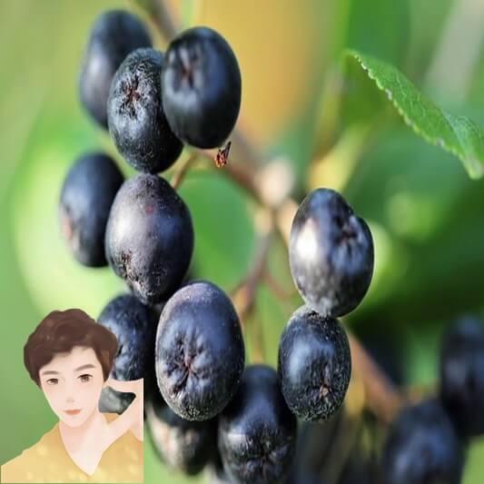 아로니아