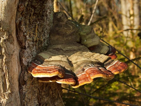 세포 손상을 줄이는 상황버섯