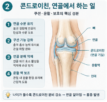 포사인콘드로친-뜻-효능-가격-추천-내돈내산-후기