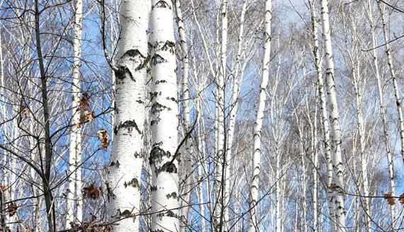 라셀턴-무좀약추천