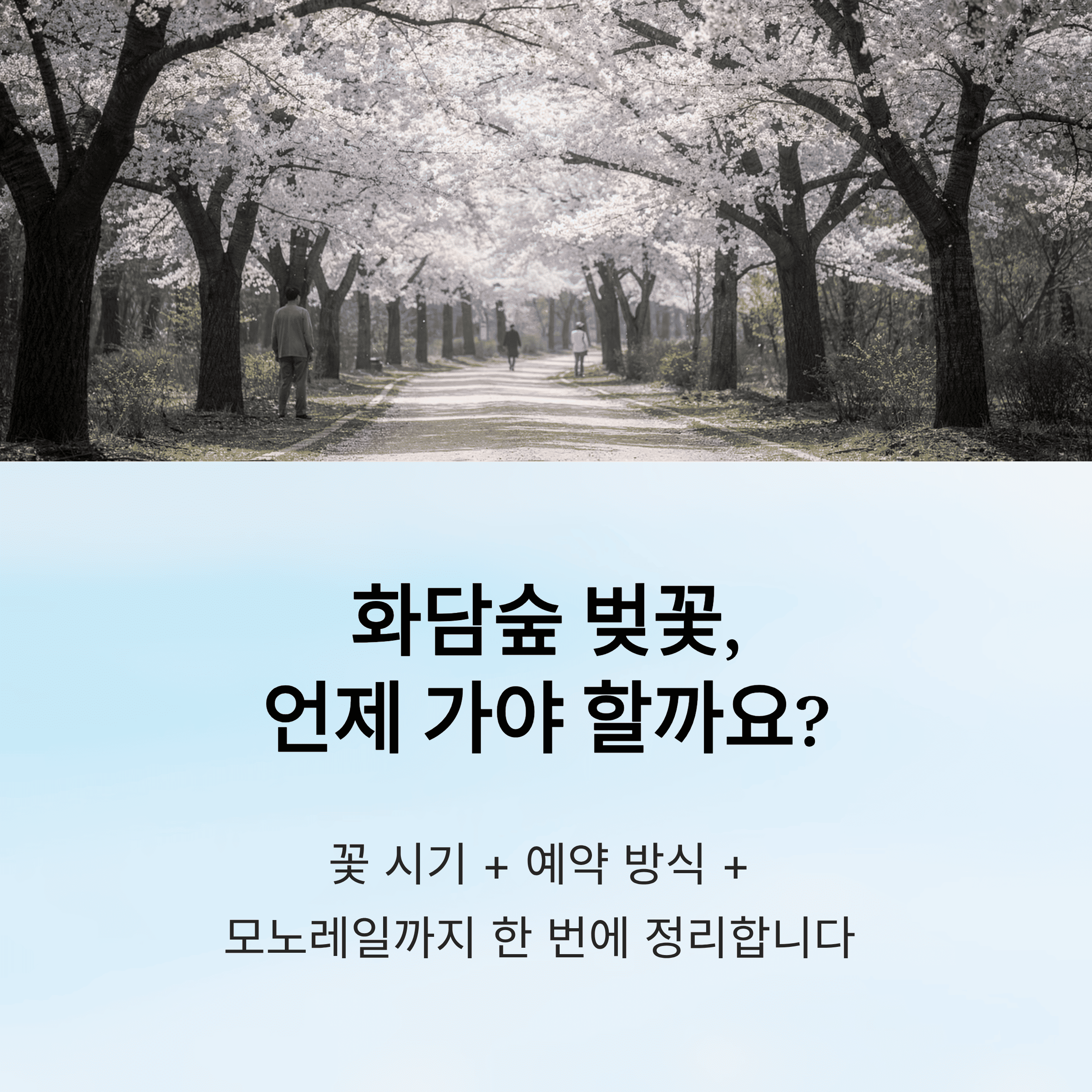 화담숲 벚꽃 개화시기