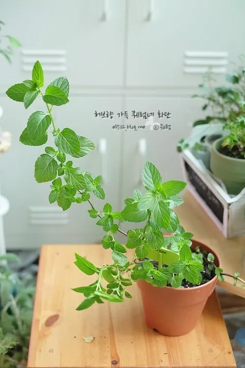 페퍼민트 키우기 물주기 삽목번식 햇빛관리 상쾌한 실내 허브_7