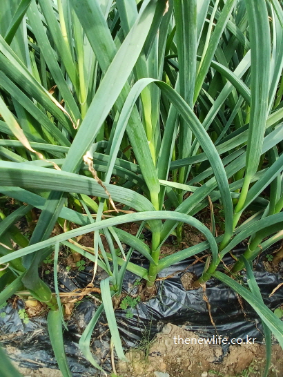 한국 생마늘 재배지의 실제 모습 – 비닐멀칭 밭에서 자라는 생마늘 줄기와 제철 생육 환경을 보여주는 사진