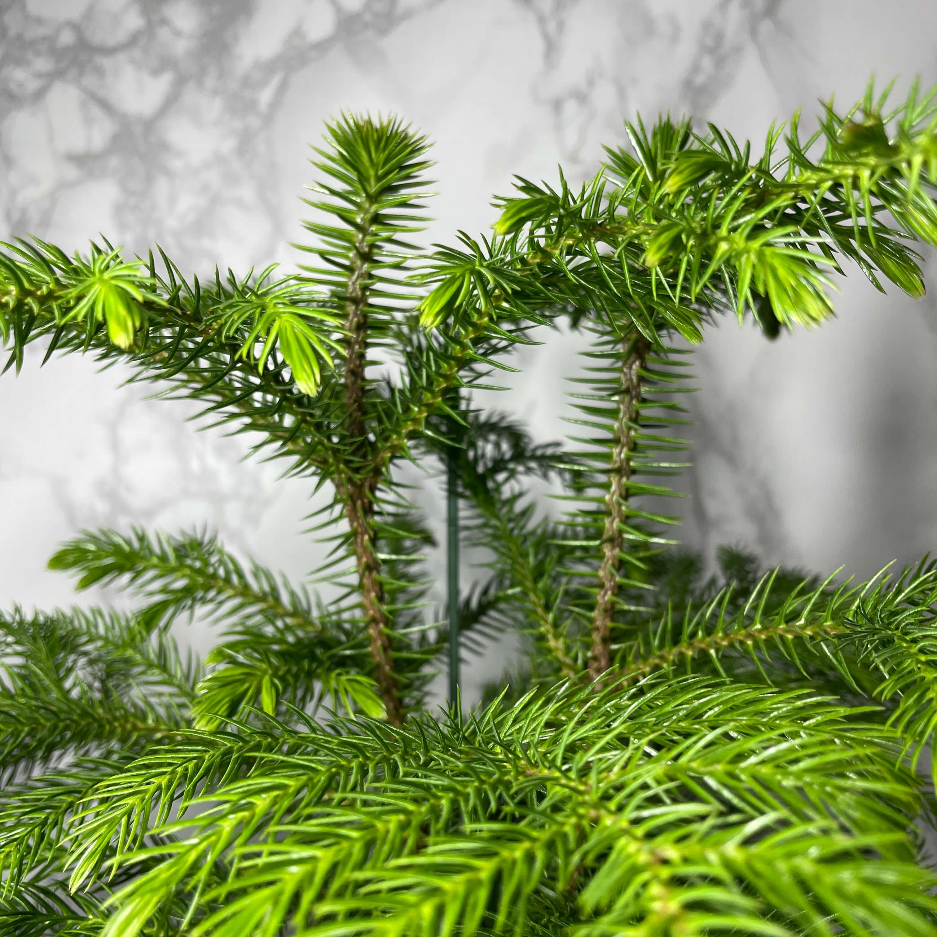 아라우카리아 키우기